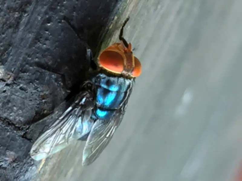 New World screwworm fly reaches south Texas, USDA confirms