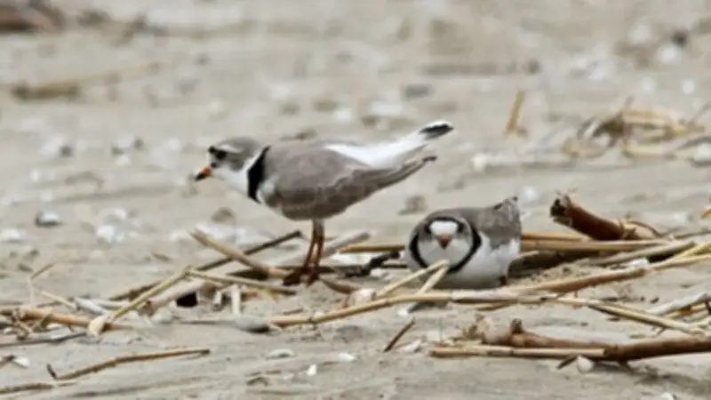 Newly-Hatched Piping Plover Chicks Die on Barrie Beach