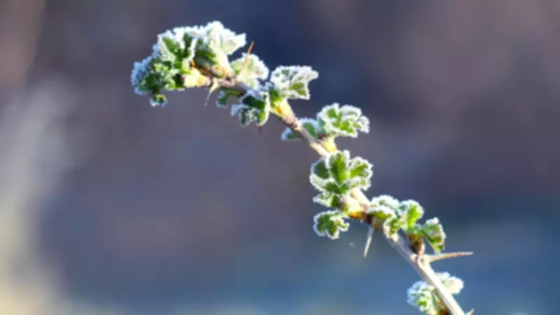 Nova Scotia Greets June with Frost Warnings, Mixed Weather Ahead