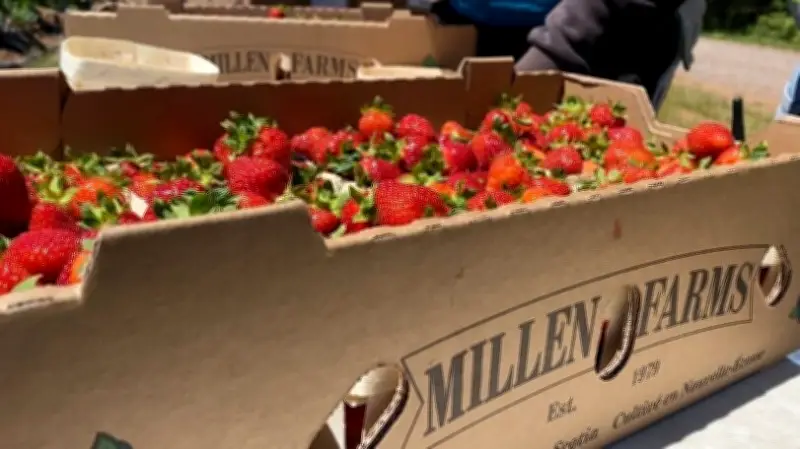 Nova Scotia Strawberry Season Off to Slow but Promising Start