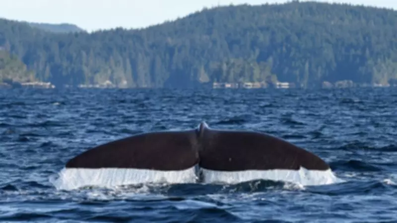 Ocean Week Victoria Events Invite Islanders to Explore Ocean Science and Conservation
