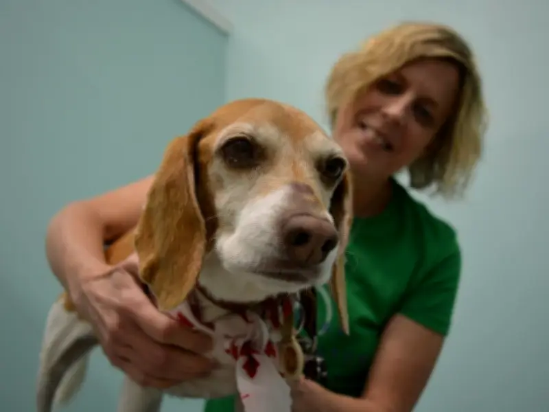 Ontario bans unnecessary pet surgeries: declawing, ear cropping, devocalization