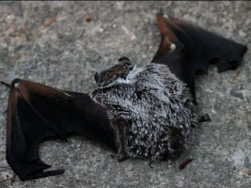 Ontario Boy Dies From Rabies After Bat Contact While Sleeping