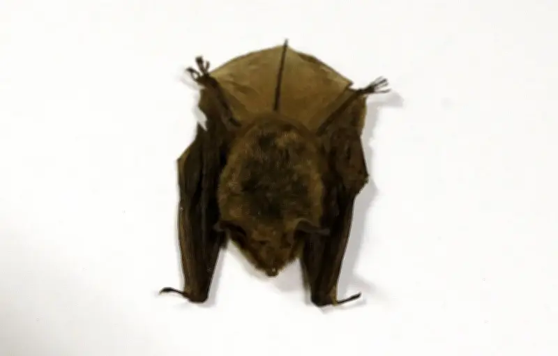 Ontario Child Rabies Death: Doctors Warn Public About Bat Contact