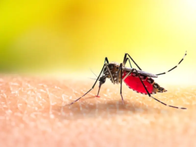 Organic Mosquito Control: Landscape Management Tips for Your Home