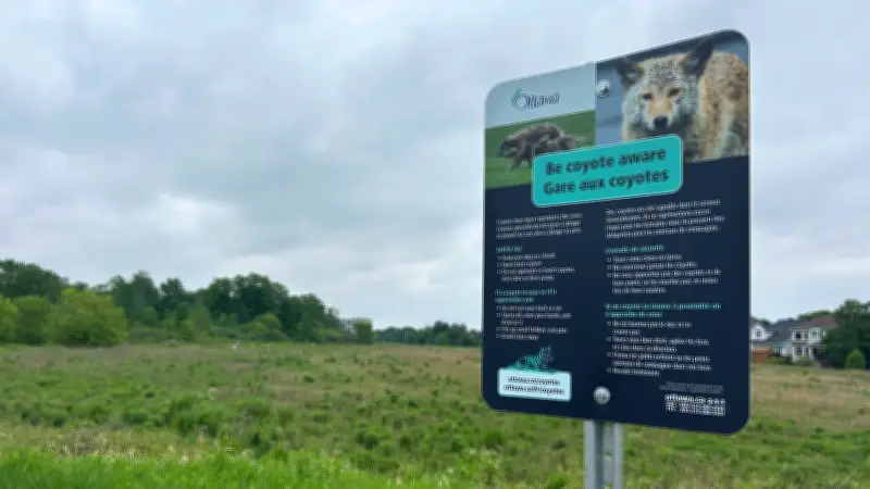 Orléans Residents Fear Coyote Attacks After Teen Injured