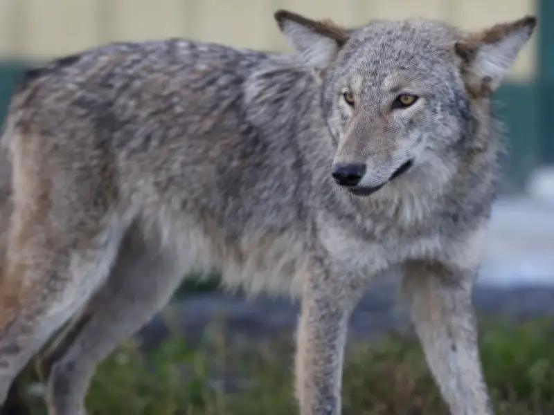 Ottawa Closes Orléans Park After Coyote Attack on Teen