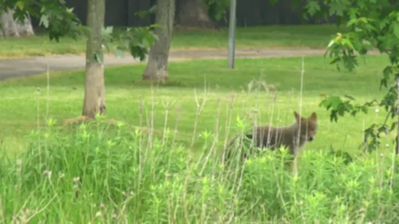 Ottawa Closes Orléans Park After Coyote Attack on Visitor