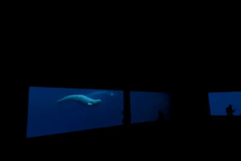 Ottawa endorses plan to move Marineland whales to US and Spain