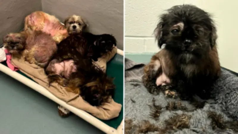 Over 20 Dogs Abandoned in Rural Southern Ontario, Humane Society Says
