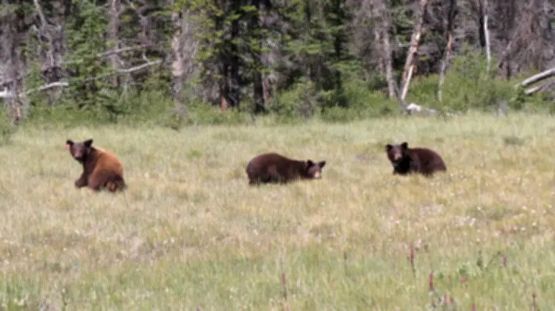Parks Canada Enforces No-Stopping Zone on Banff Highway to Prevent Bear Jams