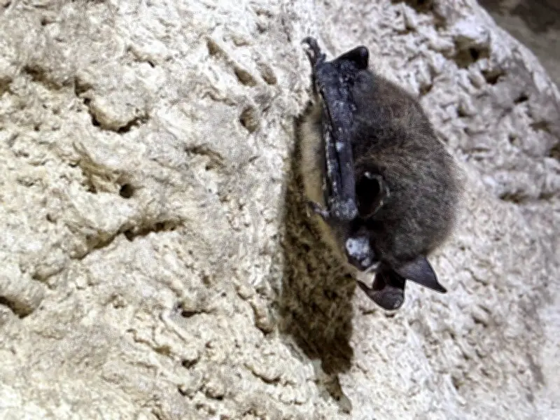 Parks Canada Fights White-Nose Syndrome in Alberta Bats