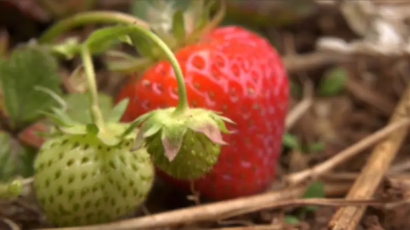 P.E.I. Strawberry Harvest Delayed, Prices Expected to Rise