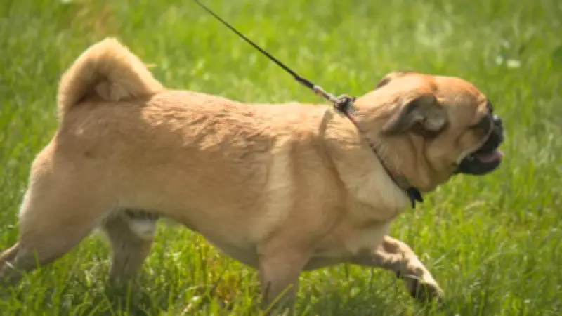 Pets in the Park Festival Raises Funds for Edmonton Humane Society