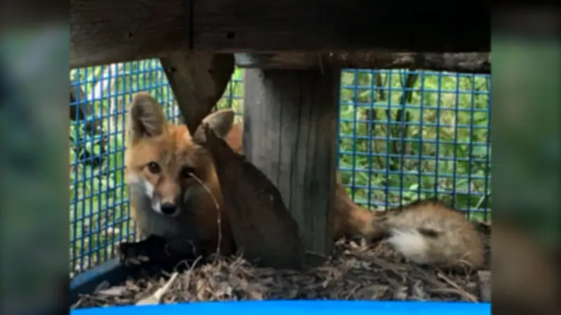 Prairie Wildlife Rehabilitation Centre to Close Doors in Winnipeg