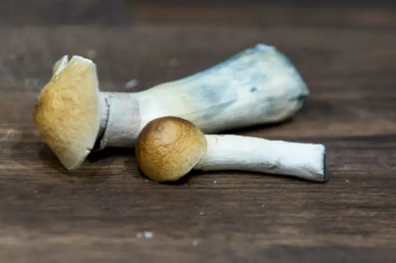Psilocybin Improves Late-Stage Alzheimer's in Study
