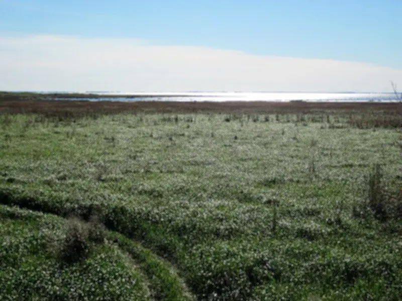 Quebec invests $44M to restore Lac Saint-Pierre wetlands