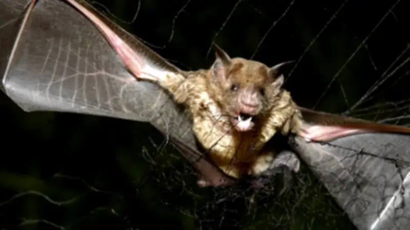 Rabies Confirmed in Bats: Hamilton Public Health Issues Warning