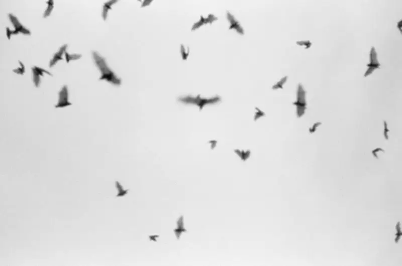 Rabies-Positive Bat Found in Dunnville Prompts Public Warning