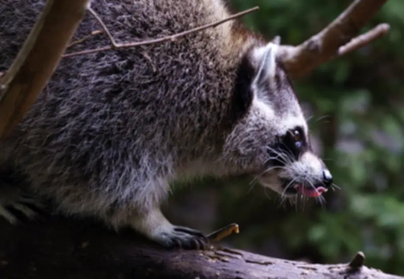 Raccoon Rabies Outbreak Still Growing in Quebec: Public Health Officials