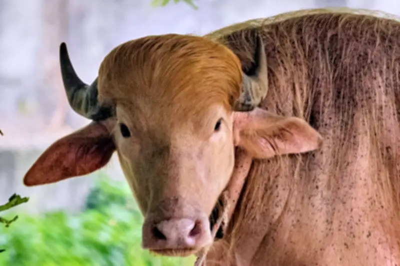 Rare albino buffalo named after Donald Trump for its blond tuft draws crowds in Bangladesh