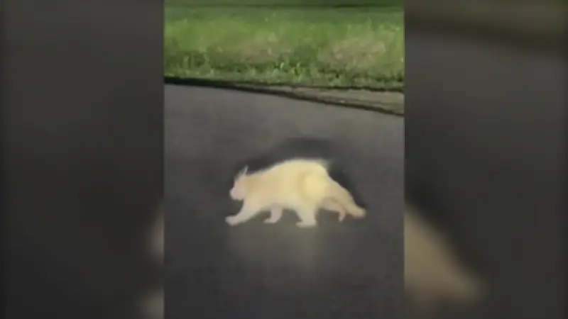 Rare Albino Porcupine Spotted in Upper Kingsclear Near Fredericton