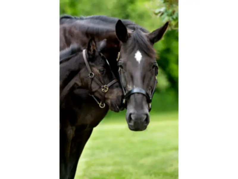 RCMP Name the Foal Contest Winners Announced for 2026 Foals