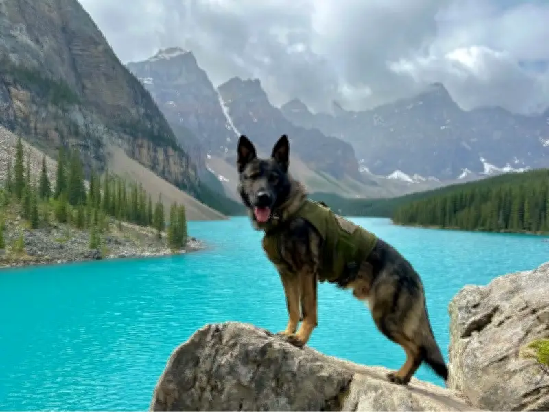 RCMP Police Dog Seriously Injured in Pursuit of High River Robbery Suspect