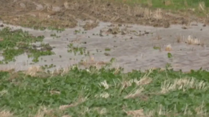 Recent Rains Bring Optimism and Challenges for Southern Alberta Farmers