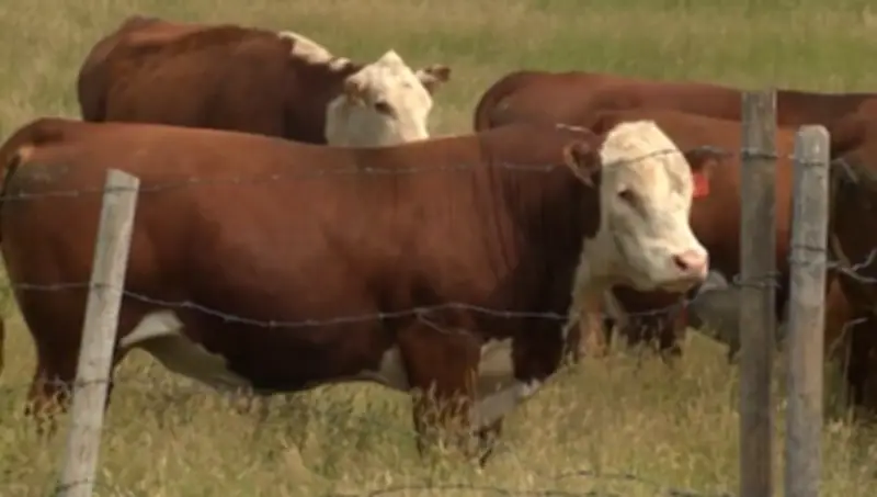 Saskatchewan Cattle Tracking Rules Paused After Rancher Concerns