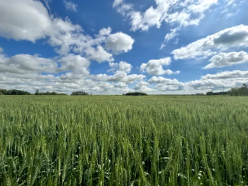 Saskatchewan Seeding Nears Completion at 93%: Crop Report Update