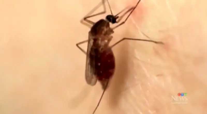 Saskatoon Warns of Increased Mosquito Activity After Rain
