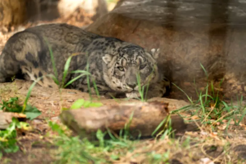 Saskatoon Zoo's 19-Year-Old Snow Leopard Kazi Dies