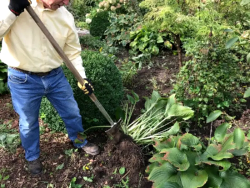 Save Money on Perennials: Expert Tips for Dividing and Bargain Hunting