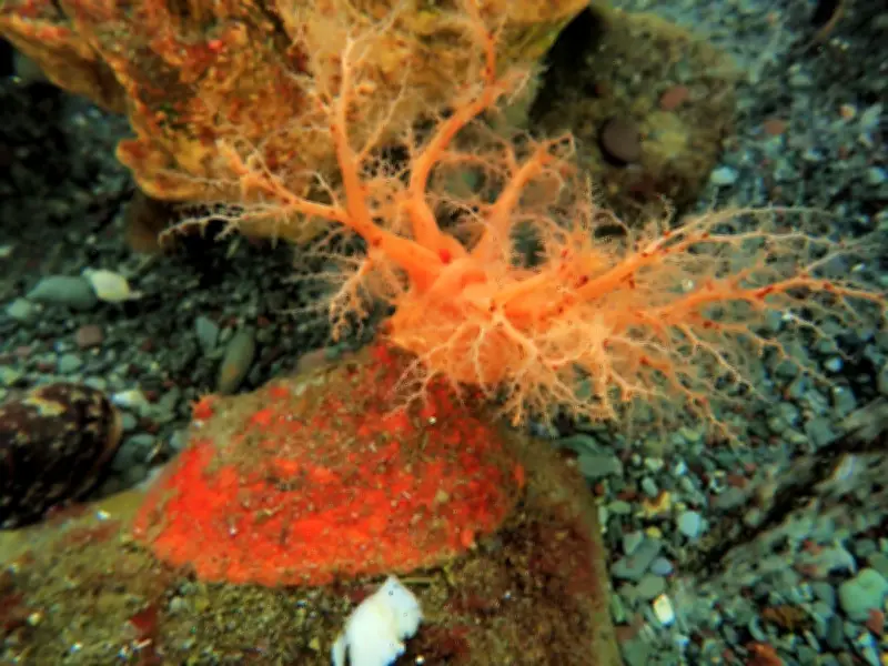 Sea Cucumbers Have 'Zombie' Flesh That Doesn't Die When Cut Off
