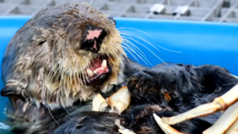 Sea otter named Clamato rescued from B.C. beach, flown to Vancouver