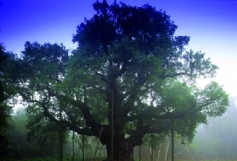 Sherwood Forest's 1,200-Year-Old Major Oak Dies, Linked to Robin Hood