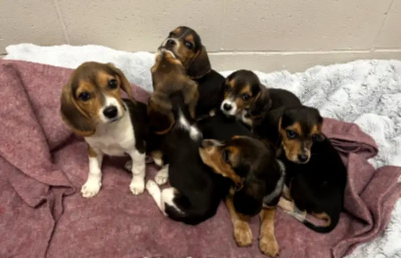 Six Beagle Puppies Rescued After Abandonment in Ramara Township