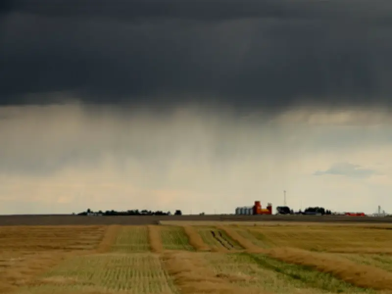Southern Alberta Farmers Hail 'Million Dollar Rain' After Heavy Downpour