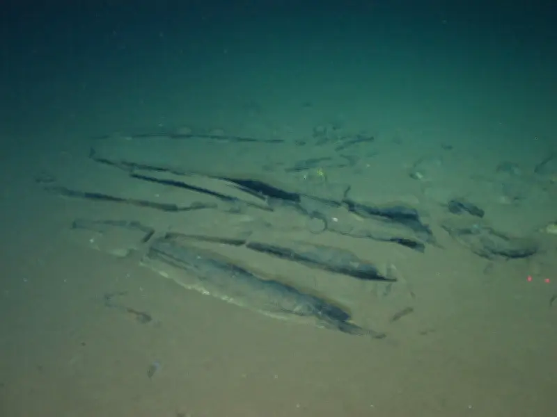 Submersible Ride Reveals Vast Whale Graveyard with More Than Just Bones
