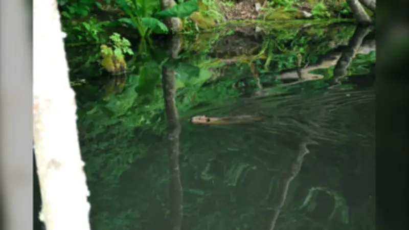 Surrey Resident Cleans Up Garbage to Protect Local Beaver
