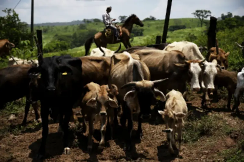 Texas Screwworm Outbreak Could Raise Canadian Beef Prices