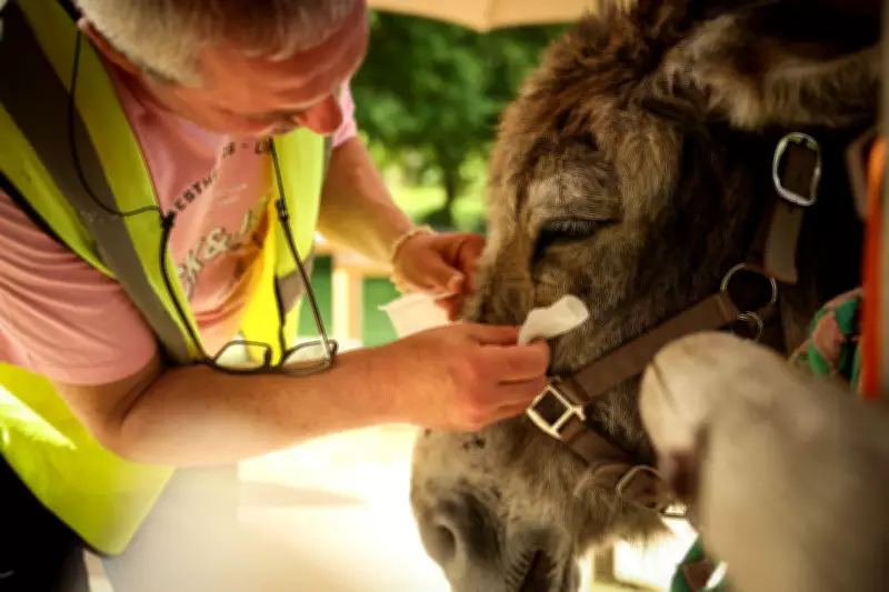 Therapy Donkeys Help Patients at Psychiatric Hospital Near Paris