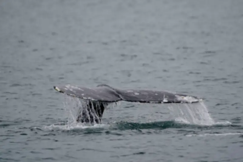 Three More Grey Whales Found Dead on B.C. Coast in June