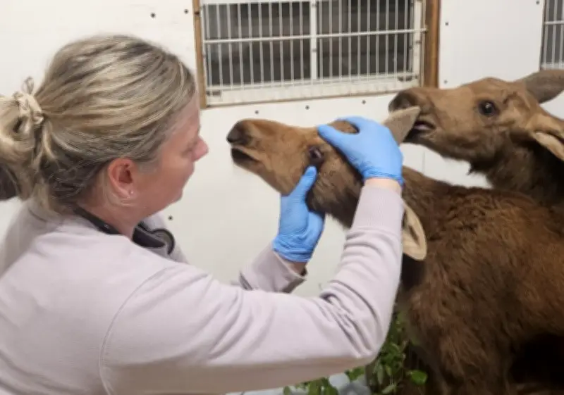 Three orphaned moose calves rescued at Muskoka wildlife sanctuary