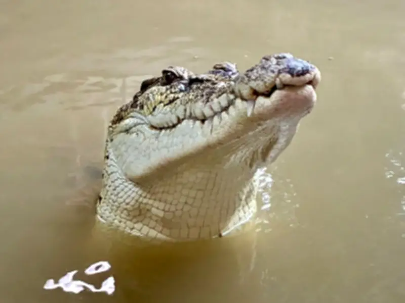 Toddler stable after being thrown into crocodile enclosure at U.K. zoo