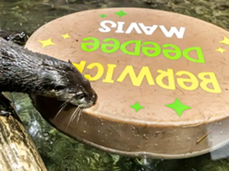 Toronto Zoo Names Three River Otter Pups Berwick, DeeDee and Mavis
