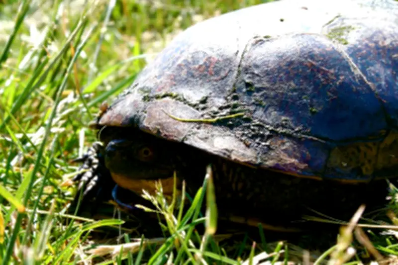 Trail Closure at Collavino Conservation Area Protects Turtles