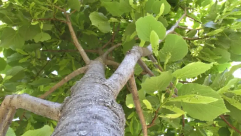 Tree Shortages Prompt London to Study Municipal Nursery