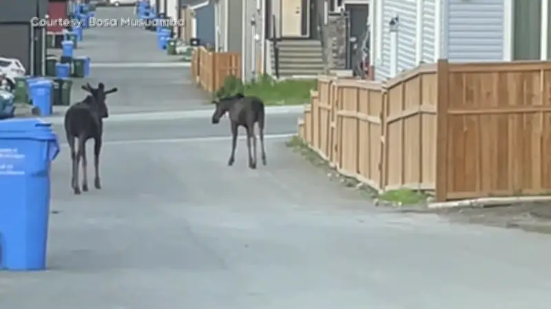 Two Moose Cause Spectacle in NW Calgary Neighbourhood